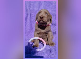 Labrador Aussiedor Welpen  in silber und silber merle aus liebevoller Zucht