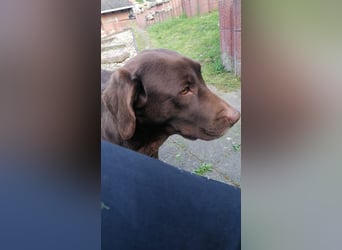 Labradoodle Welpen
