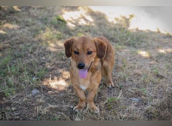 DEXTER – Sanfter Junghund mit tollem Wesen sucht sein Zuhause