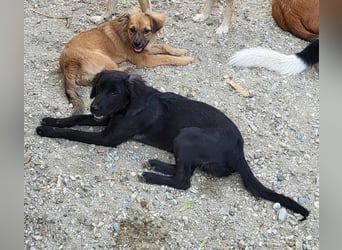 CHERIE - Zuckersüßes Mädchen sucht ihre Menschen
