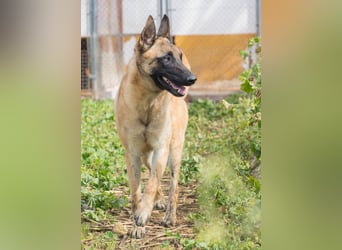 AMILA ❤️ wunderbare Malinois Dame, Pflegefamilie Kempen
