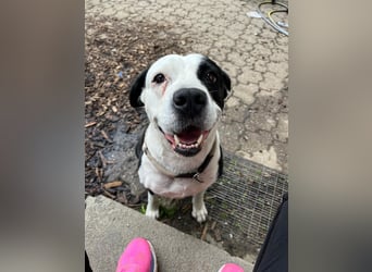 Amara sucht geduldiges Traumzuhause
