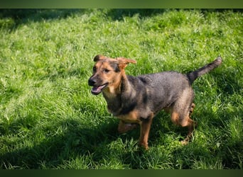 STINA - die aufgeweckte Junghündin liebt es zu spielen und zu kuscheln