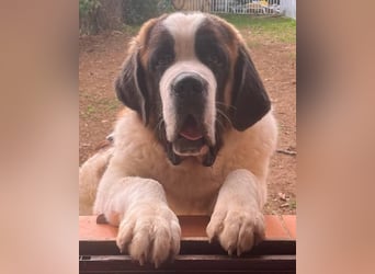 Drago sucht dringend Pflegestelle oder Zuhause