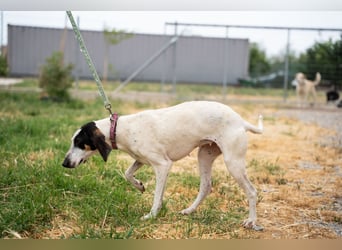 Mila - sanftes Jagdhundherz sucht sportliches Zuhause