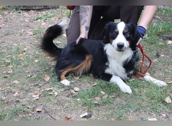 Baily, Mini Aussie, geb. 2023, freundliche Sportskanone