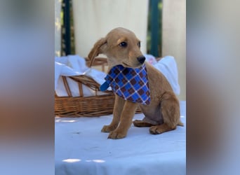Zsebi LM - Zuhause gesucht – Neun kleine Hundekinder auf großer Mission