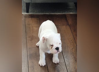 Englische Bulldoggen welpen Top Pedigree FCI