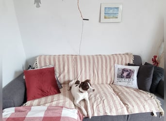Lotta – Energiegeladene Frohnatur sucht ihr Für-Immer-Zuhause!