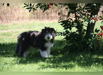 Bearded Collie , 1 Mädchen ist bereit für die Welt!