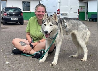 Reyla, Husky, geb. 2022, Husky Fans gesucht