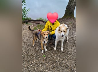 Sally, fröhliche, intelligente, sehr soziale, katzenverträgliche Junghündin