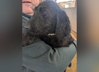 Labradoodle Welpen F2