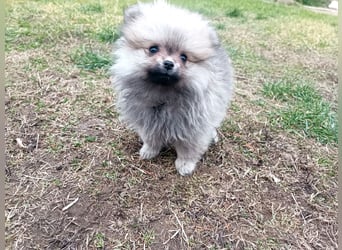 Pomeranian