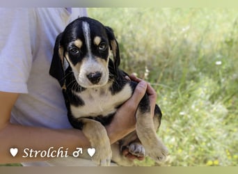 Strolchi und Scippy suchen  noch ein Zuhause