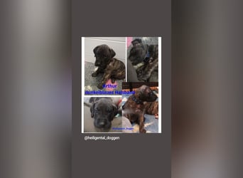 Deutsche Doggen Welpen US Linie Sonderfarben