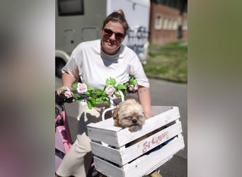 Shih Tzu Fan`s aufgepasst: der katzenverträgliche LEO wartet in Kamp-Lintfort auf DICH!  MIT VIDEO!