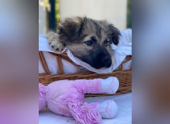 Dömpi LM - Zuhause gesucht – Neun kleine Hundekinder auf großer Mission