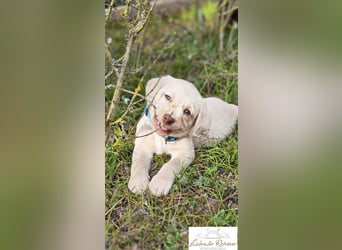 Labrador Welpen aus Körzucht