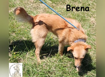 Brena - Sanftmut im weichen Fell