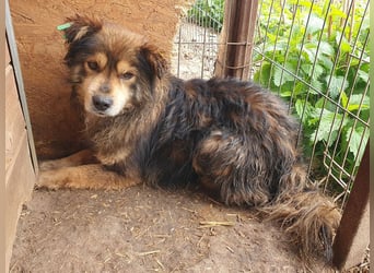 ♥MARLEY♥ wunderschöner, noch etwas zurückhaltender, viel zu dünner Rüde mit längerem Fell 41 cm