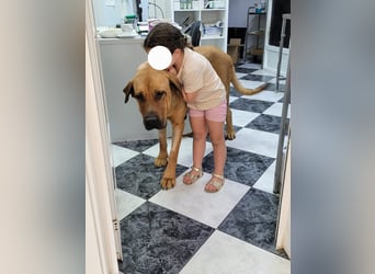 Zara, eine große sanfte Hündin