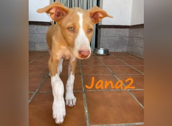 Jana2 geb. 03/2025 (ESP) - süße Podenco Ibicenco Welpin!