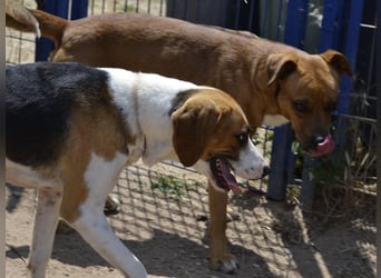 Dimmi – junger französischer Laufhund-Mischling sucht liebevolles Zuhause