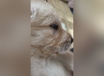 Bildschöne, kuschelige und sehr verschmuste Labradoodle Welpen F1, Sofort Abgabebereit