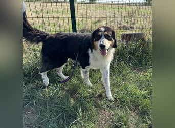 Max, geboren 27.06.2022, 65cm sucht ländliches Zuhause
