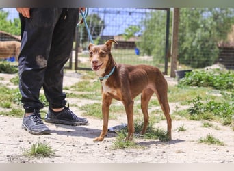 Caju, Mix Pinscher / Chihuahua, lieb und sozial