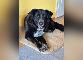 Leyka auf Pflegestelle in 88410 Bad Wurzach sucht ein Zuhause