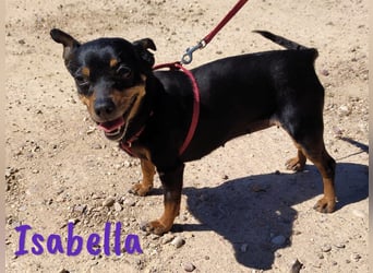 Isabella 07/2023 (ESP Pflegestelle) - verschmuste und verträgliche, kleine Pinscher-Mix Hündin!