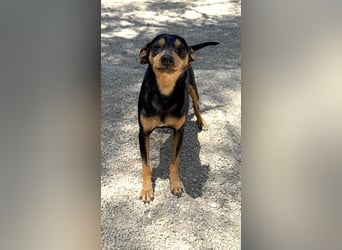 Raspa sucht souveräne Menschen