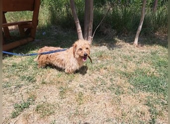 Gizmo, fröhlicher Charmeur, ca. 2 Jahre, ca. 25 cm, ca. 12 kg