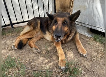 Dolly2, liebevolle Seniorin sucht Gnadenplatz , Notfall