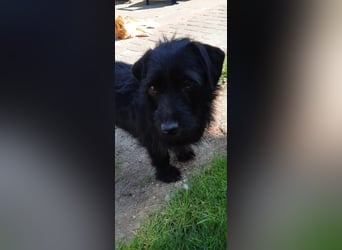 Neila sucht ihr Zuhause