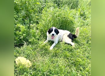 Mila, bereits auf PS in DE, sucht Traumzuhause!