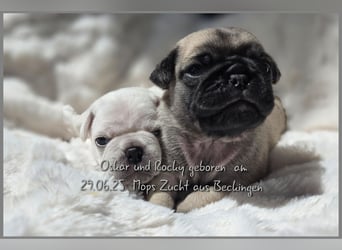Mops Welpen