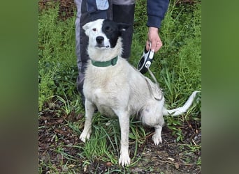 MONOKEL ca. 1 J. Border Colliemixhündin sucht Liebe
