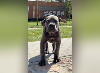 Cane Corso grau  welpen hündin Graue Hündin mit Züchtergarantie EUCH WCh-Linie zu verkaufen