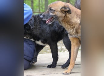 Kuckuck, zauberhafte NISHA sucht liebevolle Familie