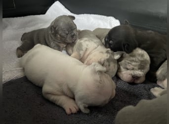 Süsse Französische Bulldoggenbabies sind da! Abgabe ca. Anf. Juli