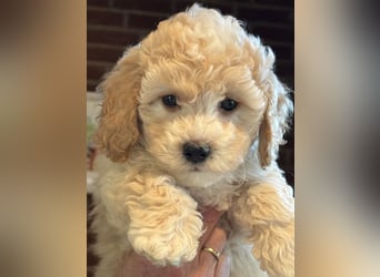 Maltipoo/mini Doodle Welpen