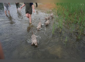zuckersüße Weimaranerwelpen