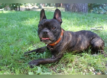 Ralfi, Franz. Bulldogge, geb. 2018, lustiger Bollerkopf sucht seinen Menschen, Einzelhund