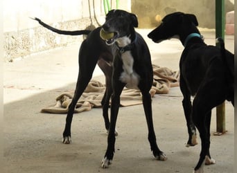 Faro2 05/2022 (in Deutschland) - verspielter und lieber, bezaubernder Galgo!