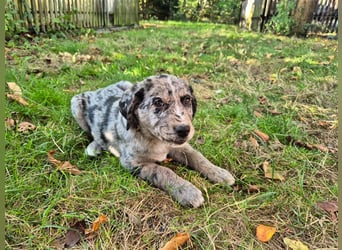 Aussiedor Welpen, Aussiedore suchen ihr Zuhause, Labrador x Australien Shepard