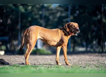 „Maya“, Ungarische Vizsla Hündin, geb. 2022, sucht aktive Menschen, sehr lieb und gut verträglich