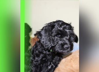 Cockapoo bereit zum Lieben!  - Schenken Sie sich selbst bedingungslose Liebe –